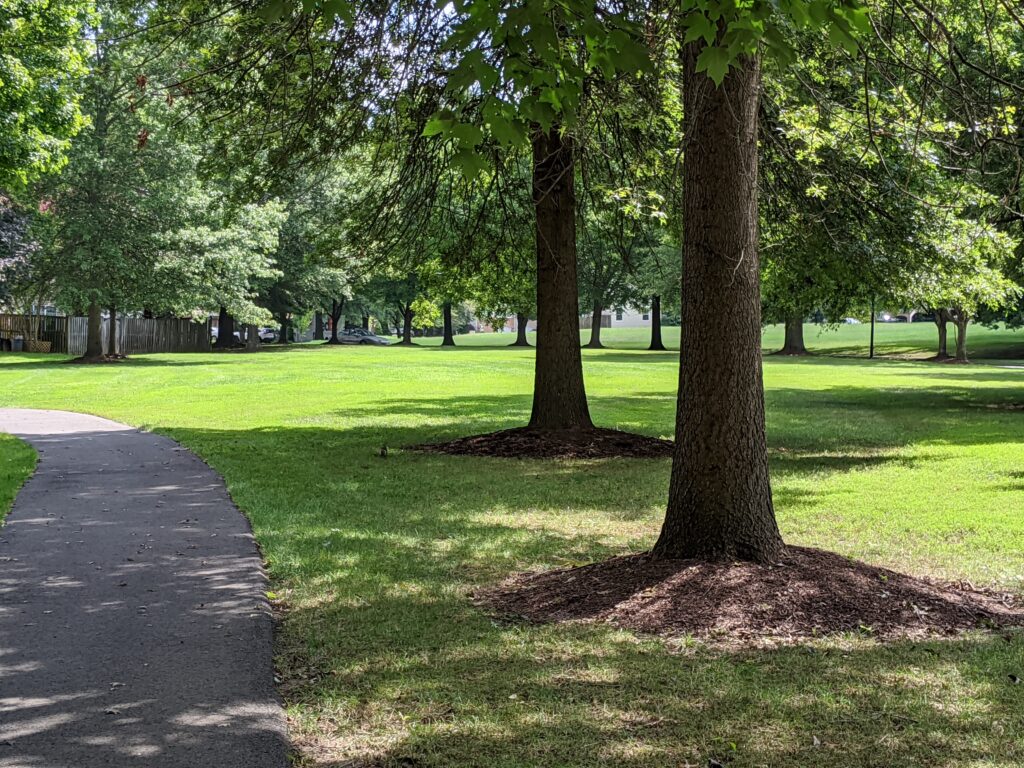 Trees at a park